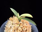 계림 鷄林 Gyerim (Benisuisho)
