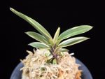 계림 鷄林 Gyerim (Benisuisho)