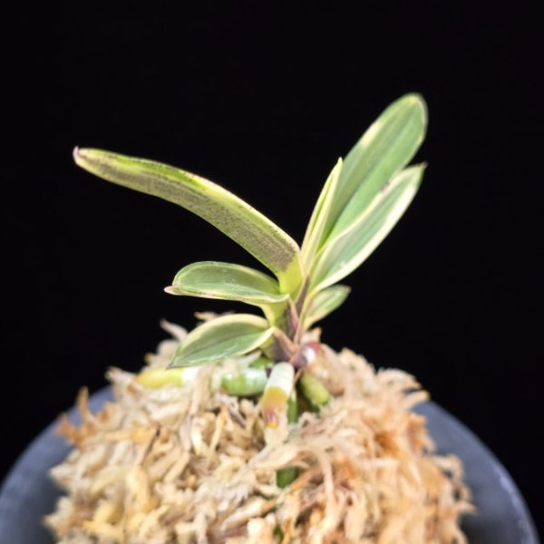 계림 鷄林 Gyerim (Benisuisho)