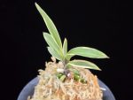 계림 鷄林 Gyerim (Benisuisho)