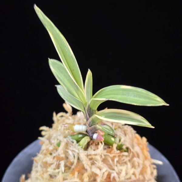 계림 鷄林 Gyerim (Benisuisho)