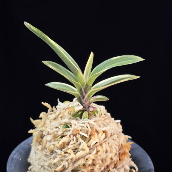 계림 鷄林 Gyerim (Benisuisho)