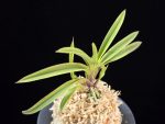 수홍 琇紅 Suhong
