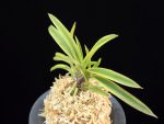 수홍 琇紅 Suhong