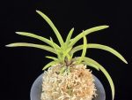 수홍 琇紅 Suhong