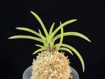 수홍 琇紅 Suhong
