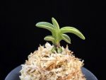 어신도 御神渡 Omiwatari