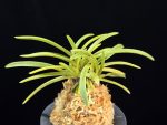 홍강 紅綱 Honggang