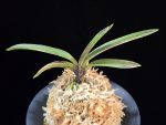 왕검 王儉 Wanggeom