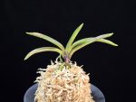 왕검 王儉 Wanggeom