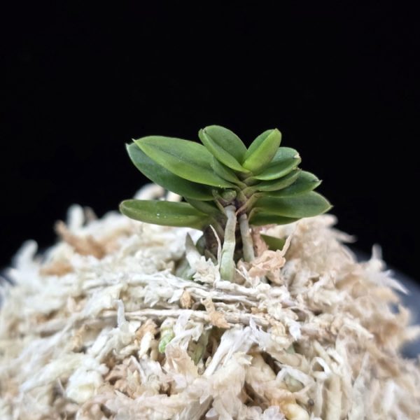소천옥 小天玉 Kotengyoku