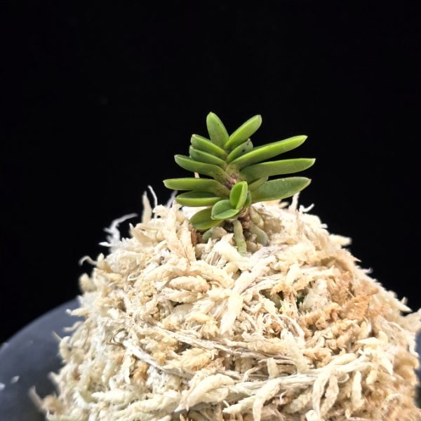 소천옥 小天玉 Kotengyoku