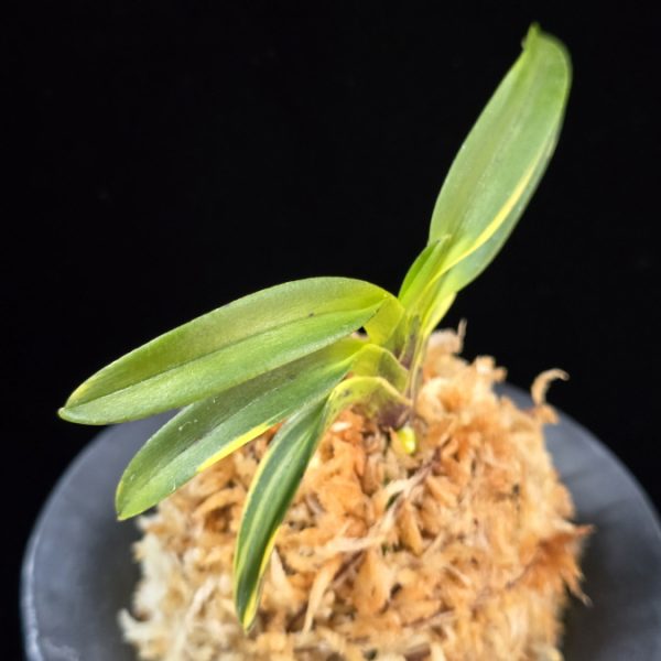 동해복륜 東海復輪 Tokai Fukurin