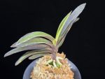왕조 王朝  Wangjo