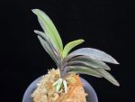 왕조 王朝  Wangjo