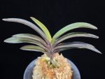 왕조 王朝  Wangjo