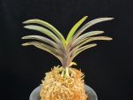 왕조 王朝  Wangjo