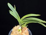 흑영 黑英 Heukyeong
