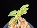 소풍 笑風 Sopung