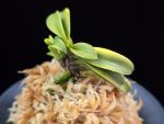 황옥성 黃玉聖 Ougyokusei