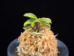 황옥성 黃玉聖 Ougyokusei
