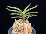 황야 荒野 Kouya