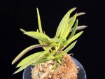 금화산 金華山 Kinkazan