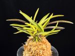 금화산 金華山 Kinkazan