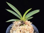 삼소전 三笑殿(万華境) Samsojeon(Mangekyo)