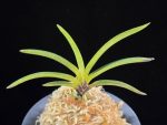 삼소전 三笑殿(万華境) Samsojeon(Mangekyo)