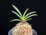 삼소전 三笑殿(万華境) Samsojeon(Mangekyo)