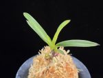 삼소전 三笑殿(万華境) Samsojeon(Mangekyo)