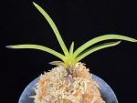 삼소전 三笑殿(万華境) Samsojeon(Mangekyo)