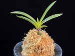 삼소전 三笑殿(万華境) Samsojeon(Mangekyo)