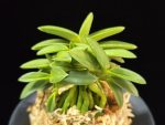 풍월산 豊月山 Pungwolsan