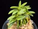 풍월산 豊月山 Pungwolsan