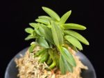풍월산 豊月山 Pungwolsan