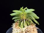풍월산 豊月山 Pungwolsan