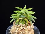 풍월산 豊月山 Pungwolsan
