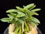 풍월산 豊月山 Pungwolsan