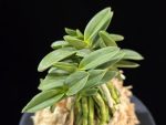 풍월산 豊月山 Pungwolsan