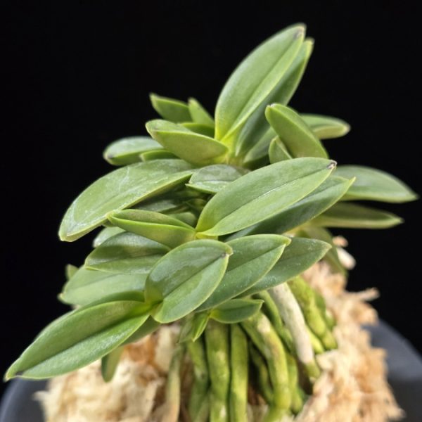 풍월산 豊月山 Pungwolsan