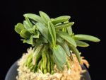 풍월산 豊月山 Pungwolsan
