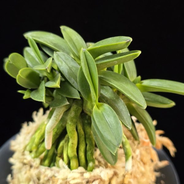 풍월산 豊月山 Pungwolsan