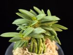 풍월산 豊月山 Pungwolsan