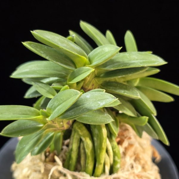 풍월산 豊月山 Pungwolsan