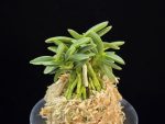 풍월산 豊月山 Pungwolsan