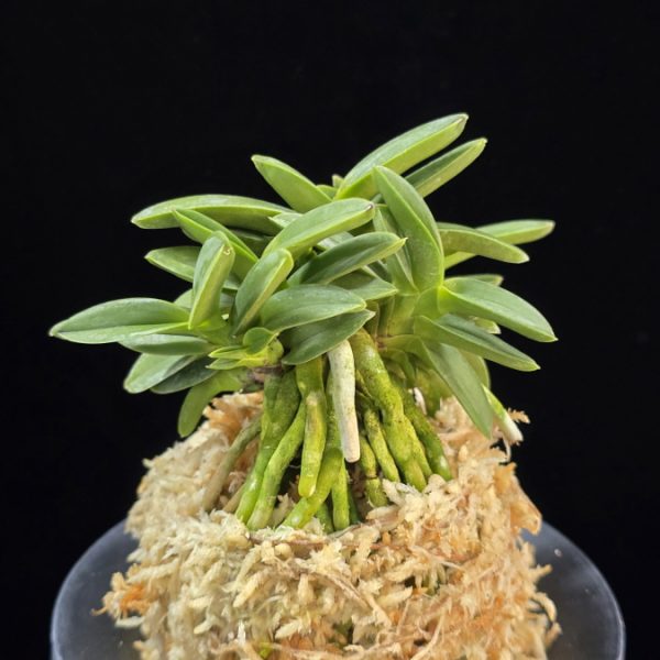 풍월산 豊月山 Pungwolsan