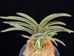 신라 新羅 Sinra (Shiragi)
