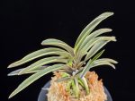 신라 新羅 Sinra (Shiragi)